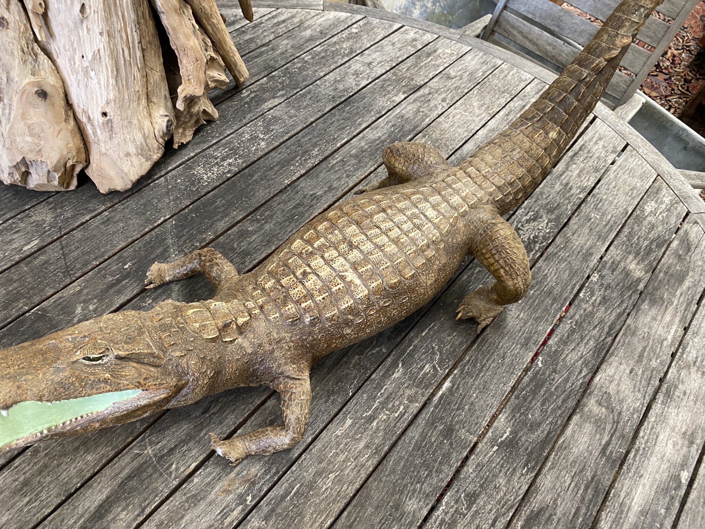 A taxidermy Caiman crocodile, length 130cm.